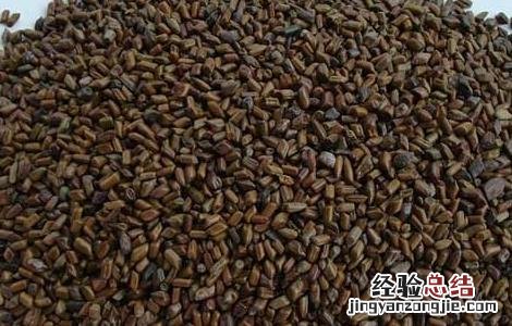 丹参和决明子泡水喝的功效 决明子泡水喝的功效
