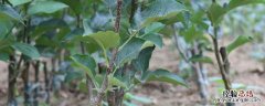 众成3号苹果树苗 众成一号苹果树苗哪里买