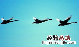 大雁心形视频怎么拍的 大雁心形视频的拍法