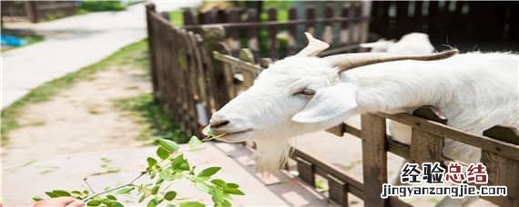 羊不吃草呆立没有精神怎么治腿跛打什么药 羊不吃草呆立没有精神怎么治