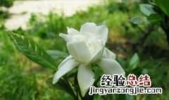 栀子的营养价值 栀子的营养价值及功效