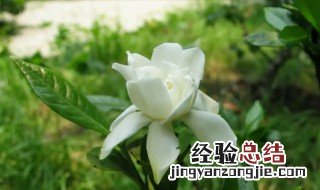 栀子的营养价值 栀子的营养价值及功效