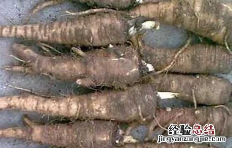 白芷的美容功效与作用 白芷的美容功效