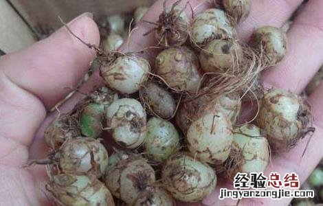 白芨的功效与作用 白芨的功效与作用的功能与主治与用量