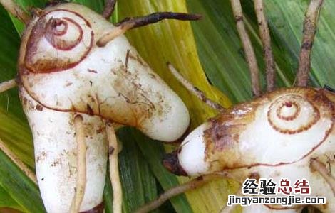 白芨的功效与作用 白芨的功效与作用的功能与主治与用量