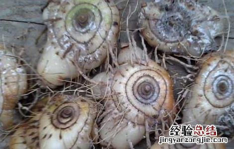 白芨的功效与作用 白芨的功效与作用的功能与主治与用量