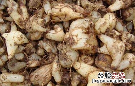 白芨的功效与作用 白芨的功效与作用的功能与主治与用量