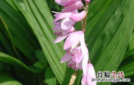 白芨的功效与作用 白芨的功效与作用的功能与主治与用量