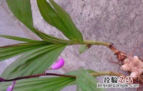 白芨的美容功效 白芨的美容功效与作用禁忌