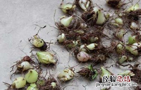白芨的美容功效 白芨的美容功效与作用禁忌