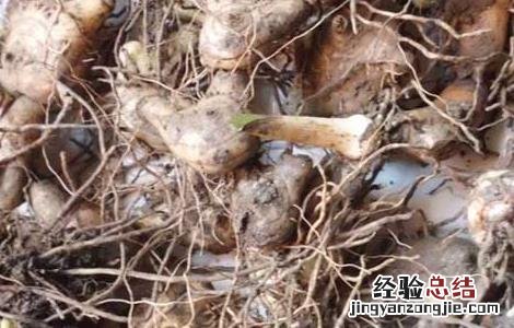 白芨的美容功效 白芨的美容功效与作用禁忌