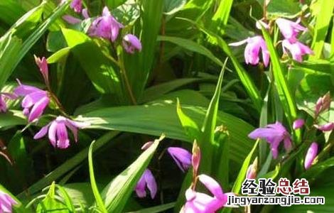 白芨的美容功效 白芨的美容功效与作用禁忌