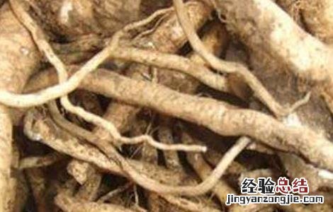 板蓝根的副作用大吗 板蓝根的副作用