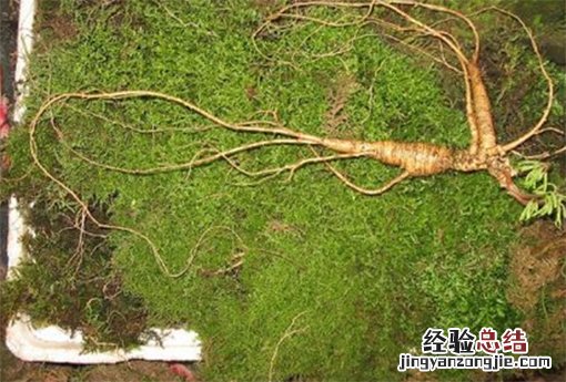 野山参的功效和吃法 野山参