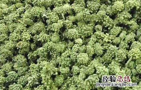 云南文山三七花的功效与作用 三七花的功效与作用