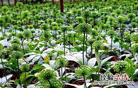 云南文山三七花的功效与作用 三七花的功效与作用