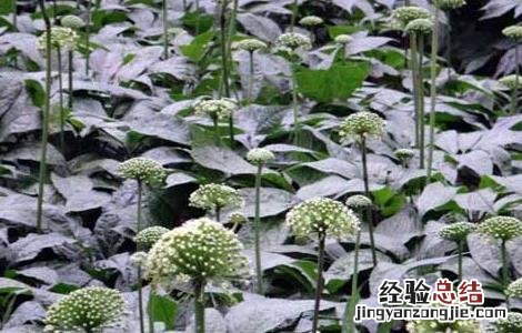 云南文山三七花的功效与作用 三七花的功效与作用