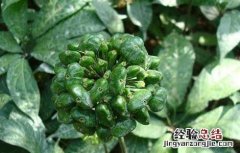 云南文山三七花的功效与作用 三七花的功效与作用
