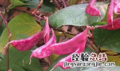 紫豆角什么季节种最好活 紫豆角什么季节种最好