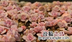 紫珍珠开花季节 紫珍珠开花季节图片