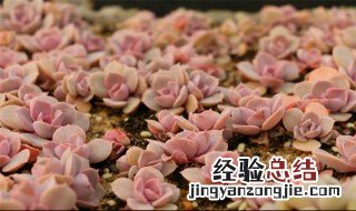 紫珍珠开花季节 紫珍珠开花季节图片