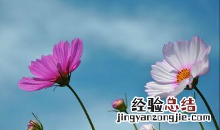 格桑花在哪个季节开花 格桑花是几月份开的
