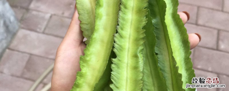 四棱豆发芽方法 四棱豆怎么催芽