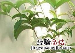 怎样嫁接桂花树 怎样嫁接桂花