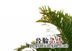 空气凤尾竹怎么养 凤尾竹怎么养