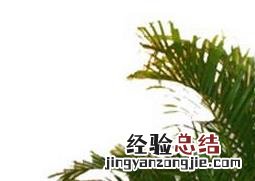 空气凤尾竹怎么养 凤尾竹怎么养