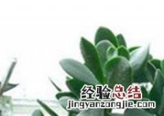 玉树的养殖方法和注意事项 玉树的养殖方法和注意事项有哪些