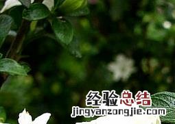六月雪的种植要点及栽培技术 六月雪栽培管理要点