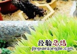 火龙果盆栽的养殖方法和注意事项 火龙果盆栽的养殖方法和注意事项有哪些
