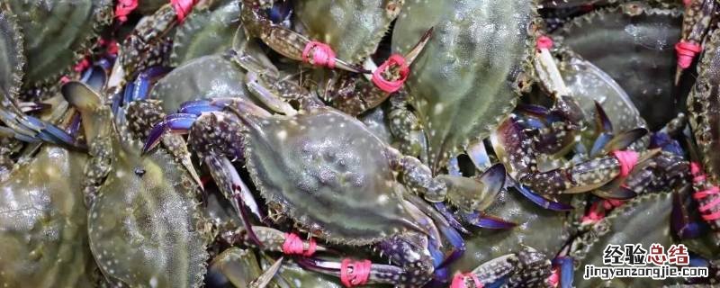 飞蟹怎么挑选视频 飞蟹怎么挑选