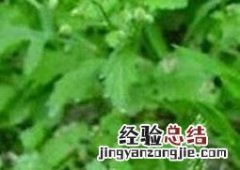 车前草的养殖方法 车前草的养殖方法和注意事项