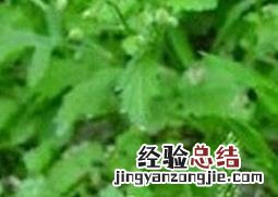 车前草的养殖方法 车前草的养殖方法和注意事项