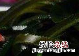 女人常吃海带的效果好吗 女人常吃海带的效果
