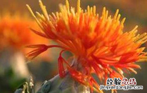 红花的功效与作用与主治 红花的功效与作用