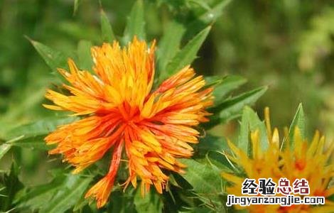 红花的功效与作用与主治 红花的功效与作用