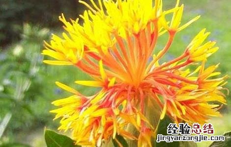红花的功效与作用与主治 红花的功效与作用