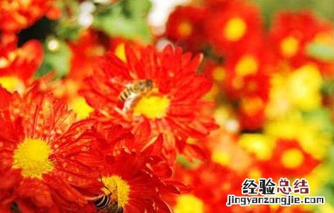 红花的功效与作用与主治 红花的功效与作用