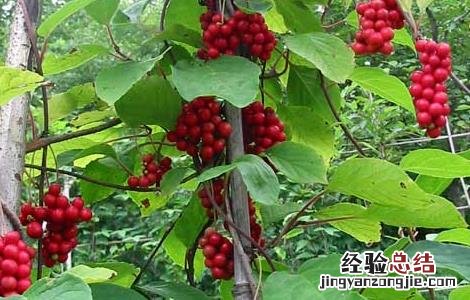 五味子茶的功效与作用及副作用 五味子茶的功效与作用