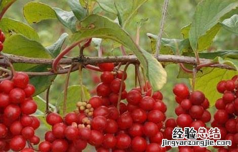 五味子茶的功效与作用及副作用 五味子茶的功效与作用