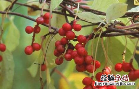 五味子茶的功效与作用及副作用 五味子茶的功效与作用