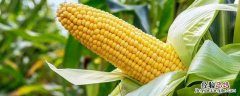玉米水分扣除标准 玉米水分扣量计算方法