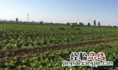 春天是种白菜的季节吗 春天是种白菜的季节吗为什么