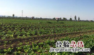 春天是种白菜的季节吗 春天是种白菜的季节吗为什么