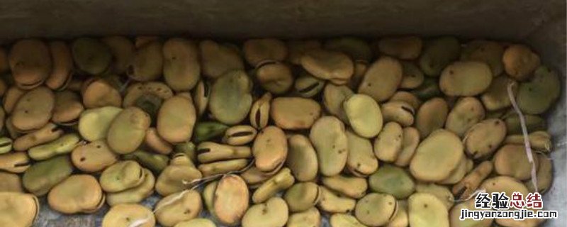 蚕豆开花到结果要多久 蚕豆从发芽到开花需要多长时间