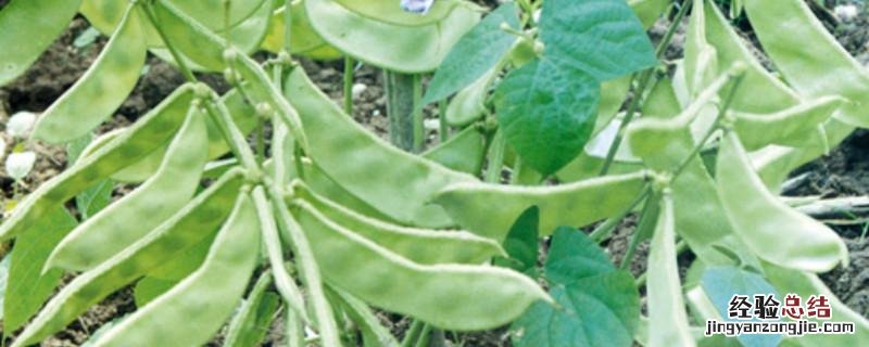 扁豆种子怎样催芽 扁豆种子怎么催芽