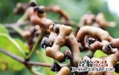 酸木瓜拐枣泡酒的功效与作用 酸木瓜拐枣泡酒的功效与作用是什么